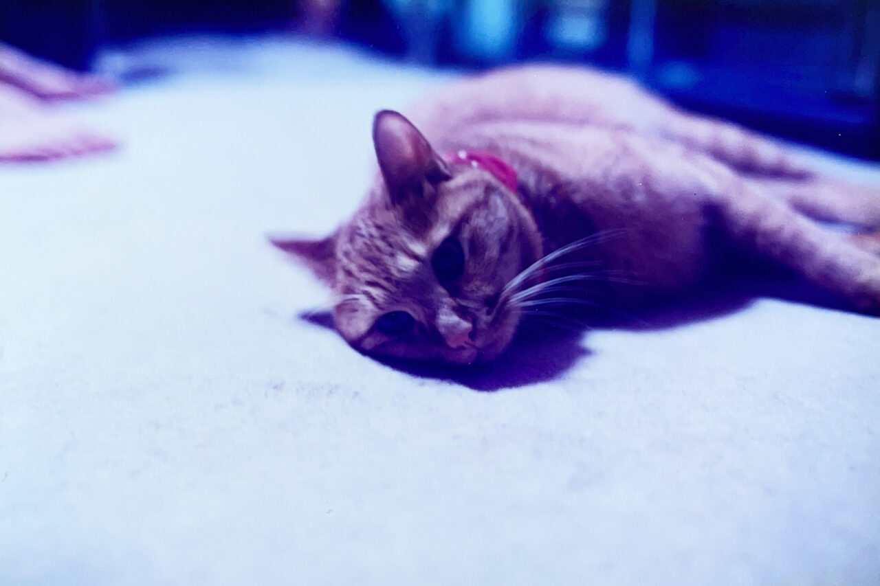 デジタル化した昔の家族写真の例